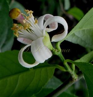  Flower (Bisexual)